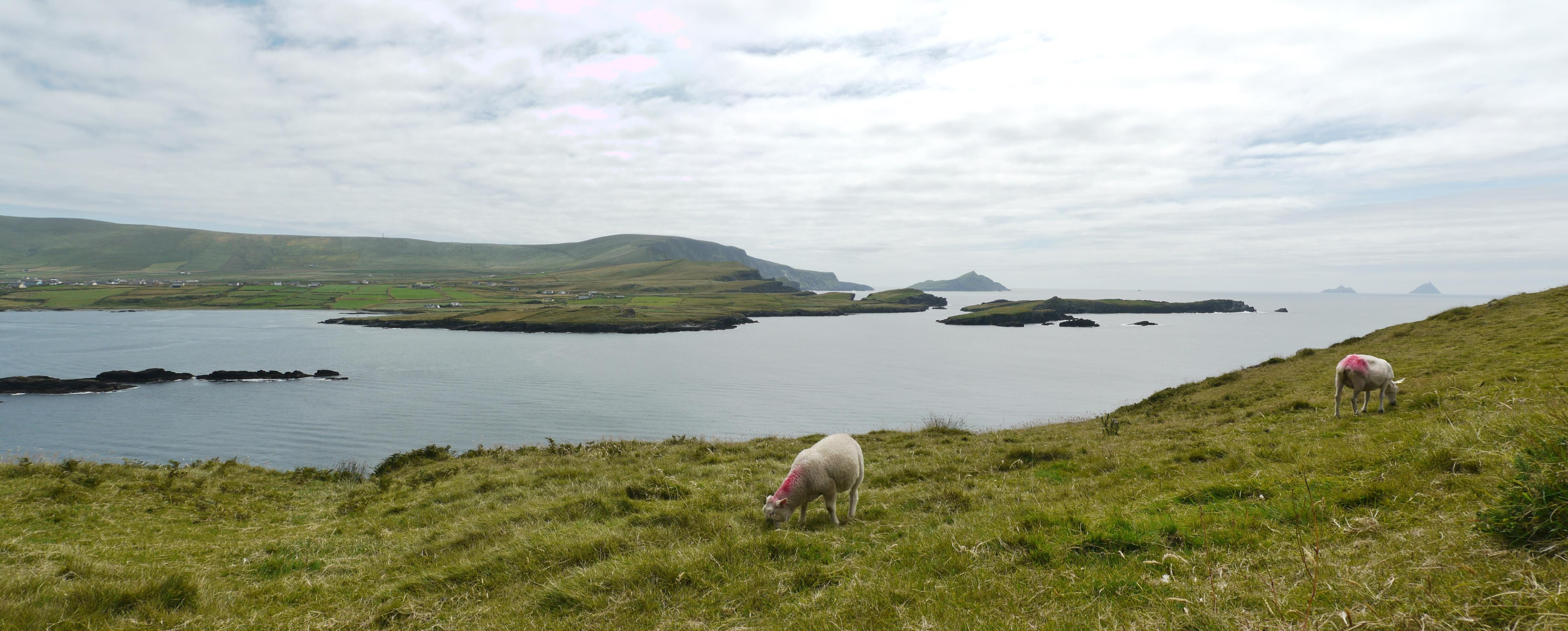 Sheep in County Kerry (Skellig Michael to the right)