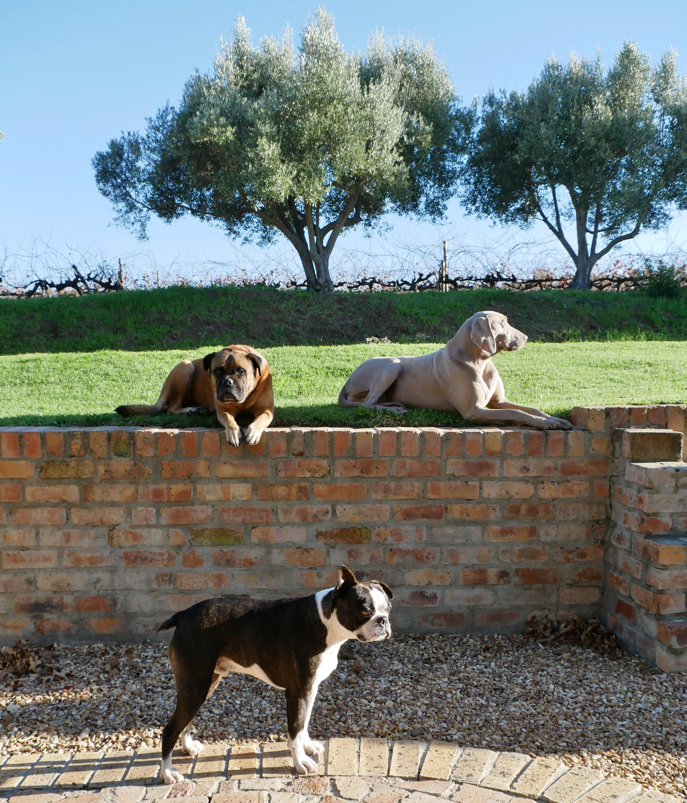 Dogs of Stellenbosch. Finley (front) and friends were fine company at Zebra Cottage