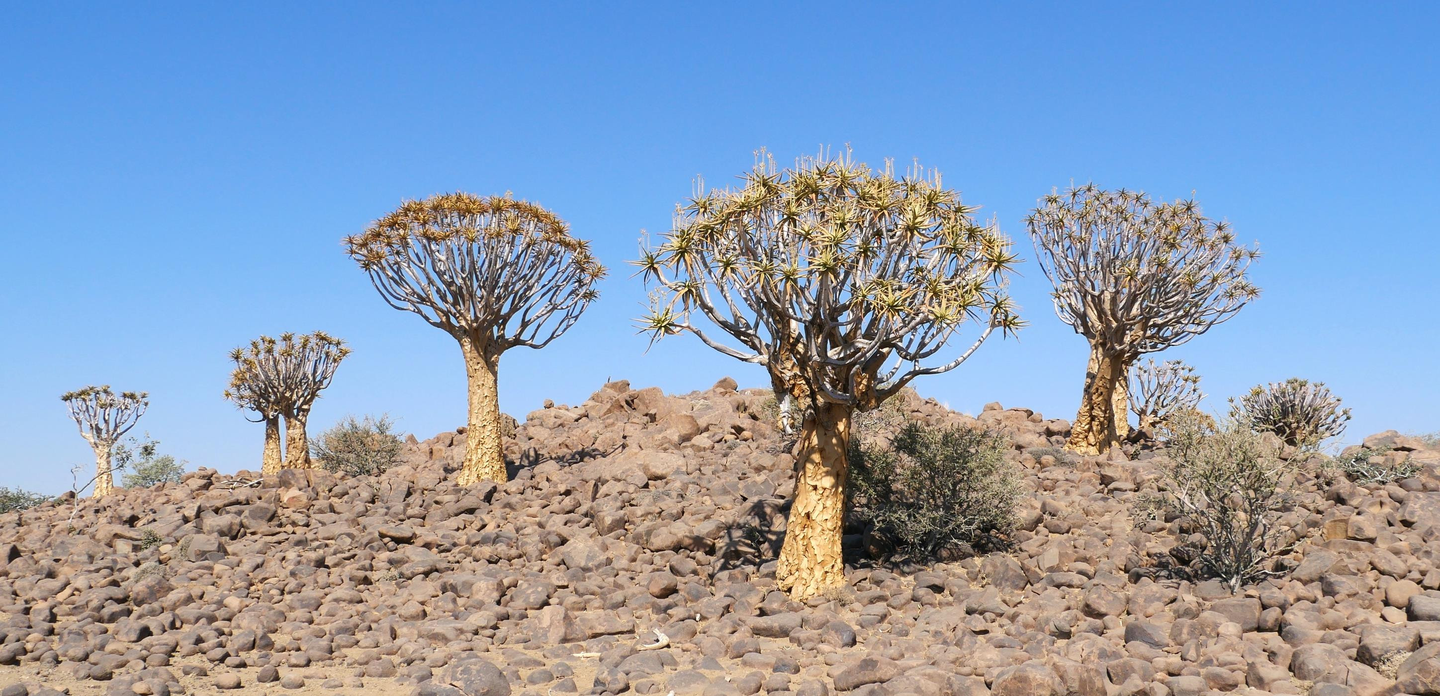 Quiver trees at Quiver Tree 'Forest', Namibia