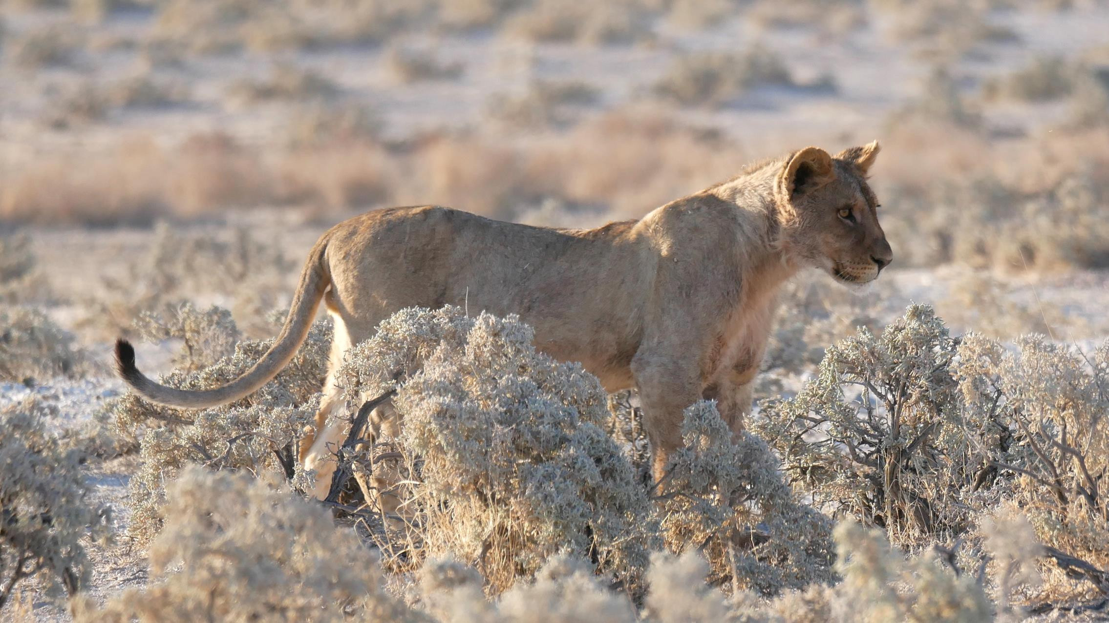 One of several female lions in a pride by the road. Best to stay inside your car at Etosha 