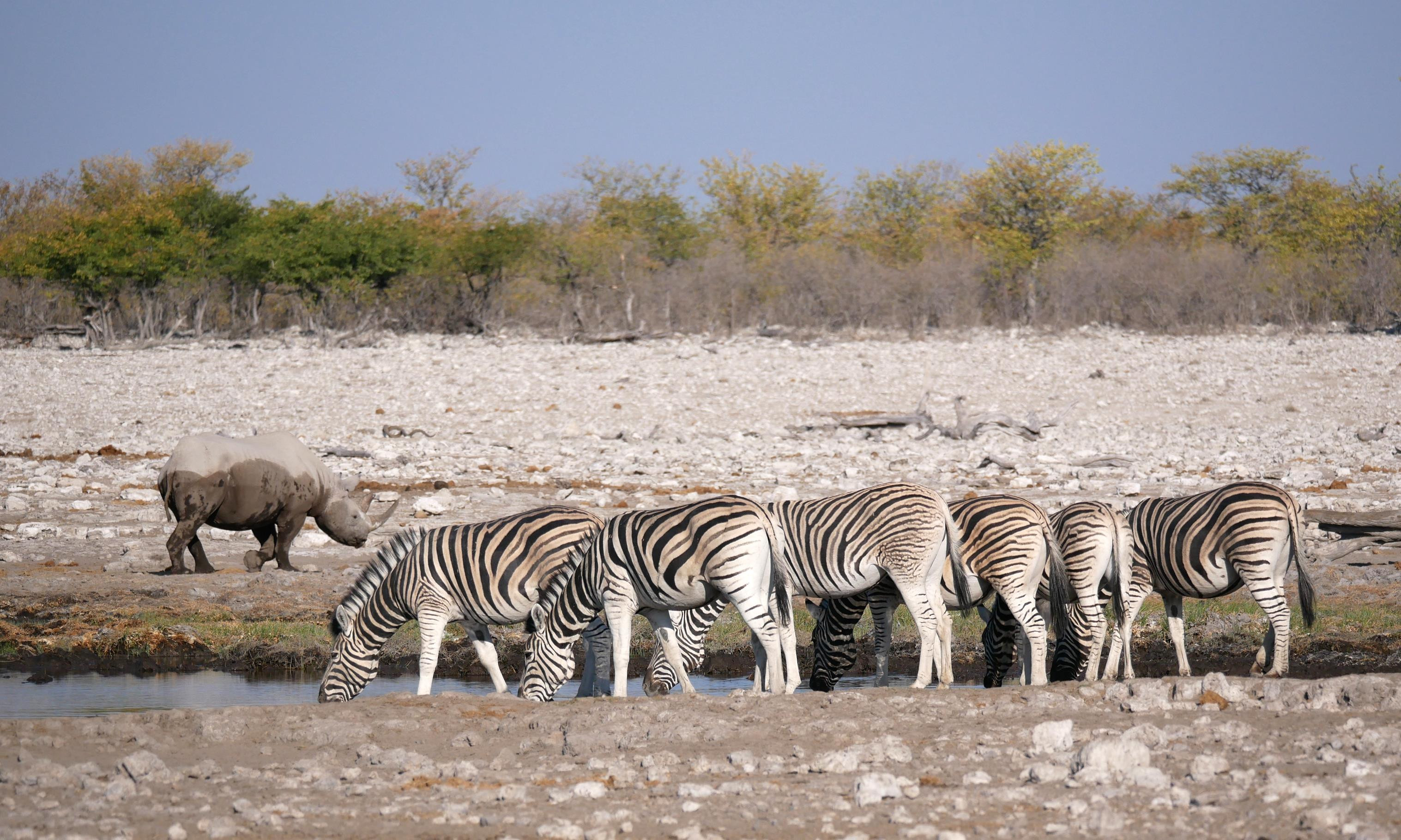 Zebras, giraffes and elephants were far more common than rhinos