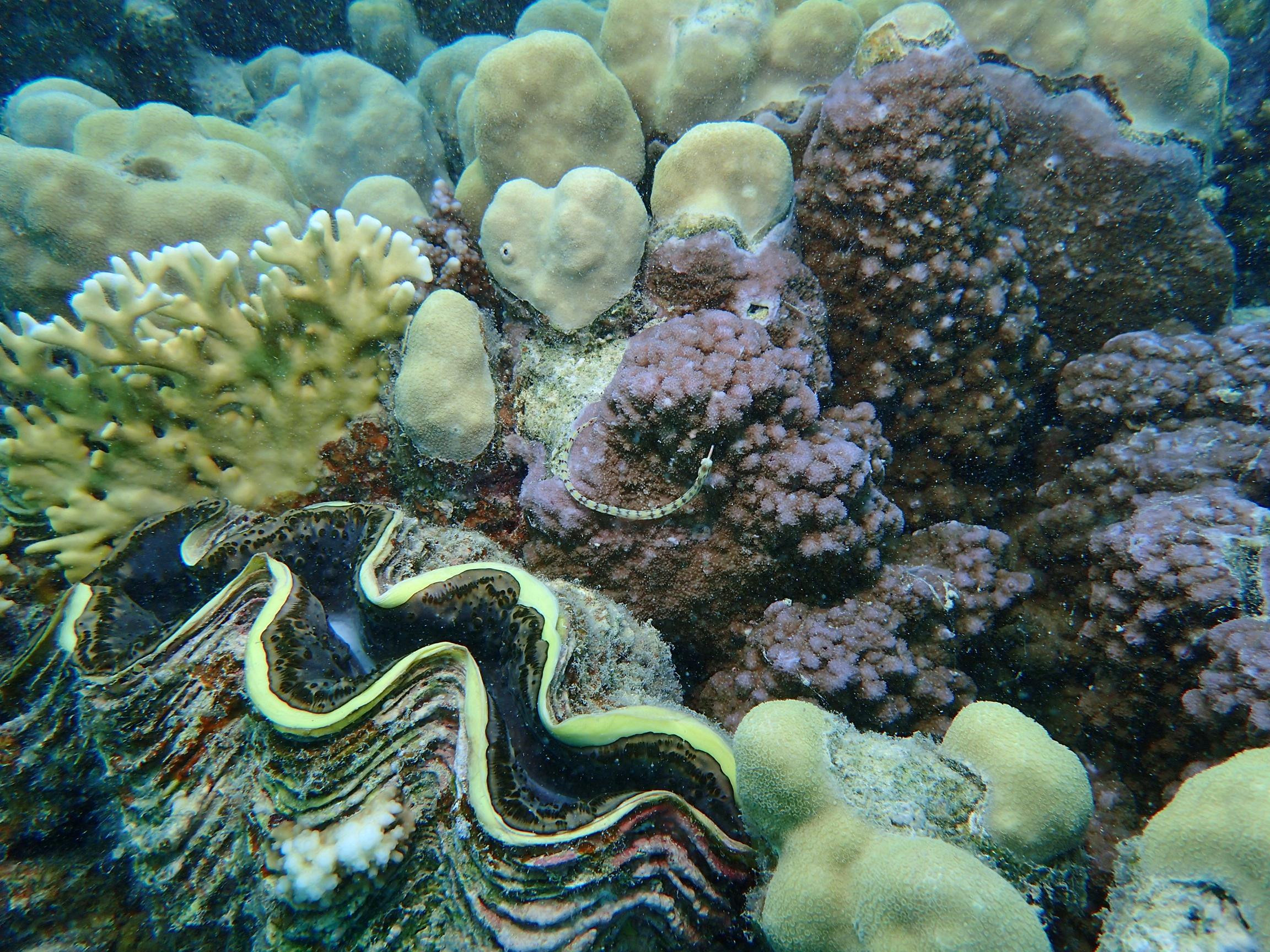 A giant clam and a pipefish (centre), close relative of the seahorse