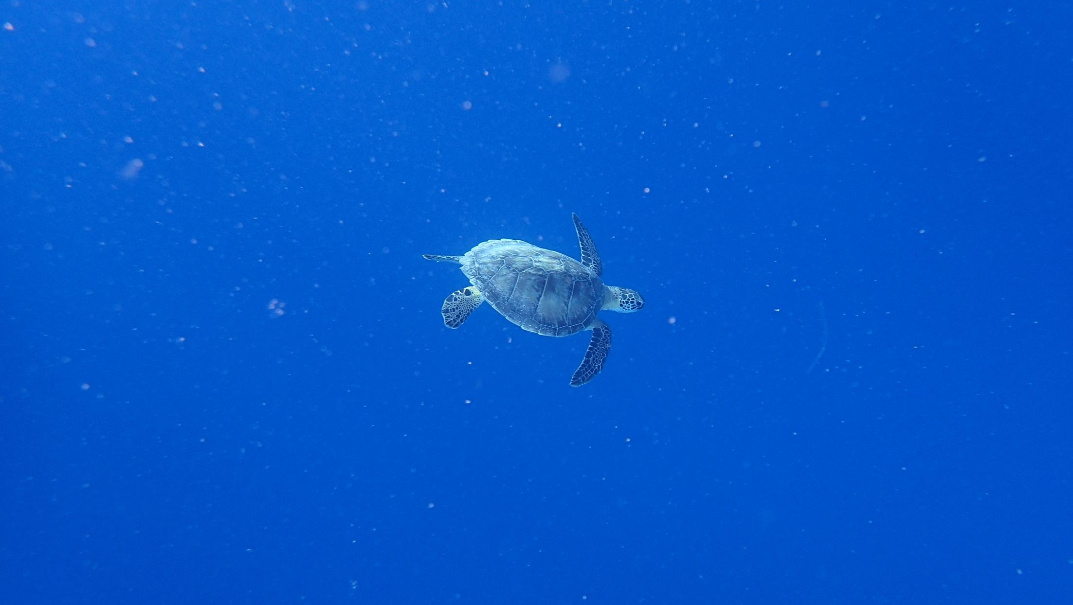 Swimming with this hawksbill turtle was a special way to end a great week at Abu Dabbab