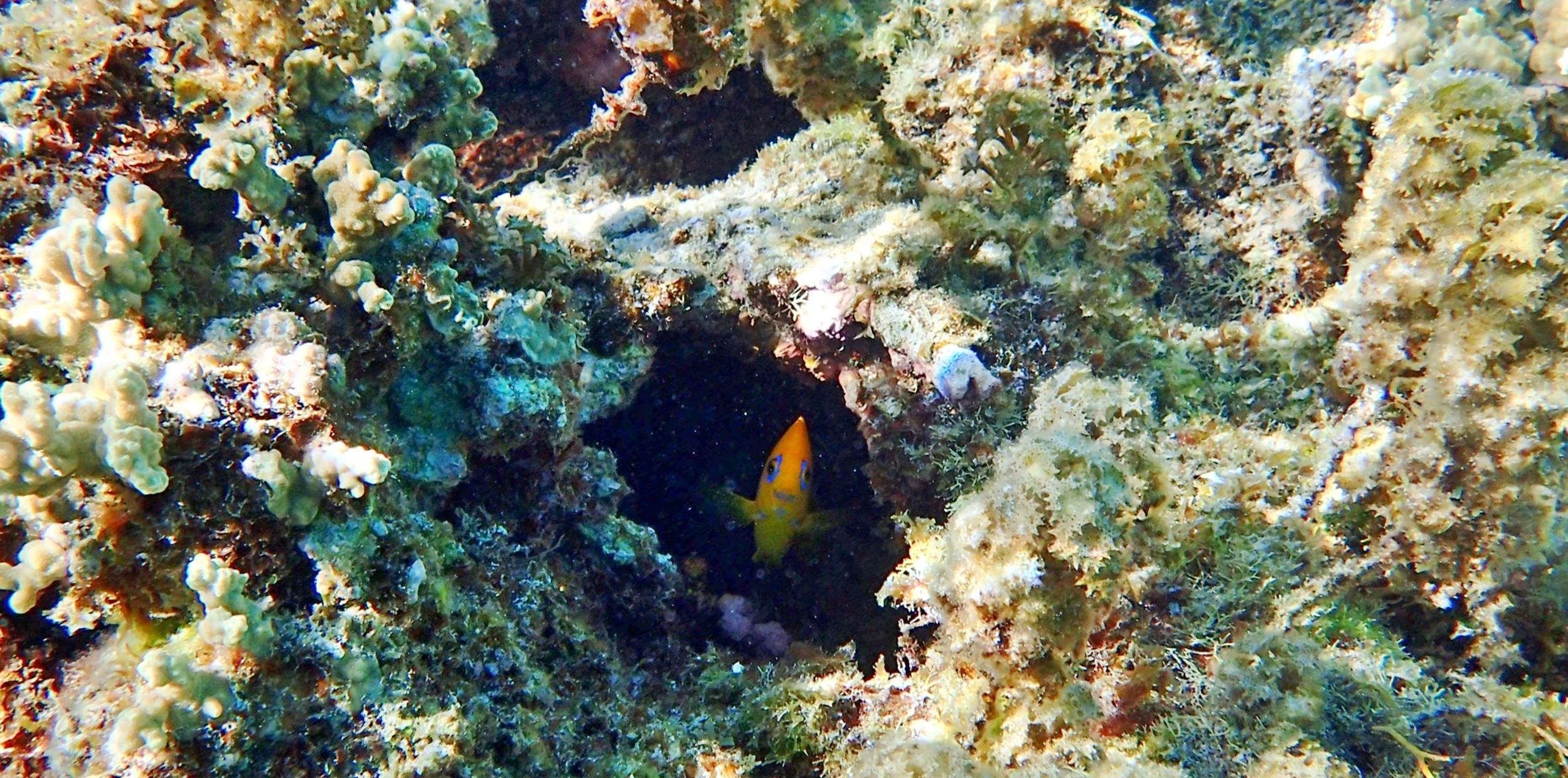 Lemonpeel angelfish were very shy