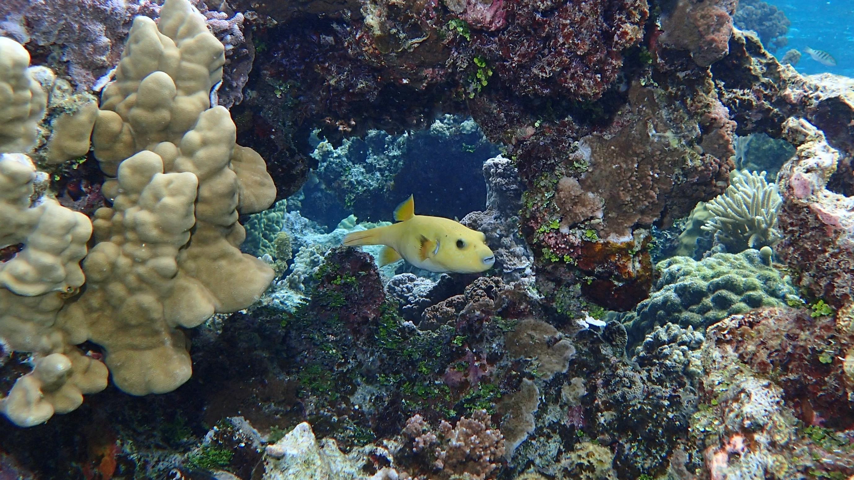 Guineafowl puffer (yellow form)