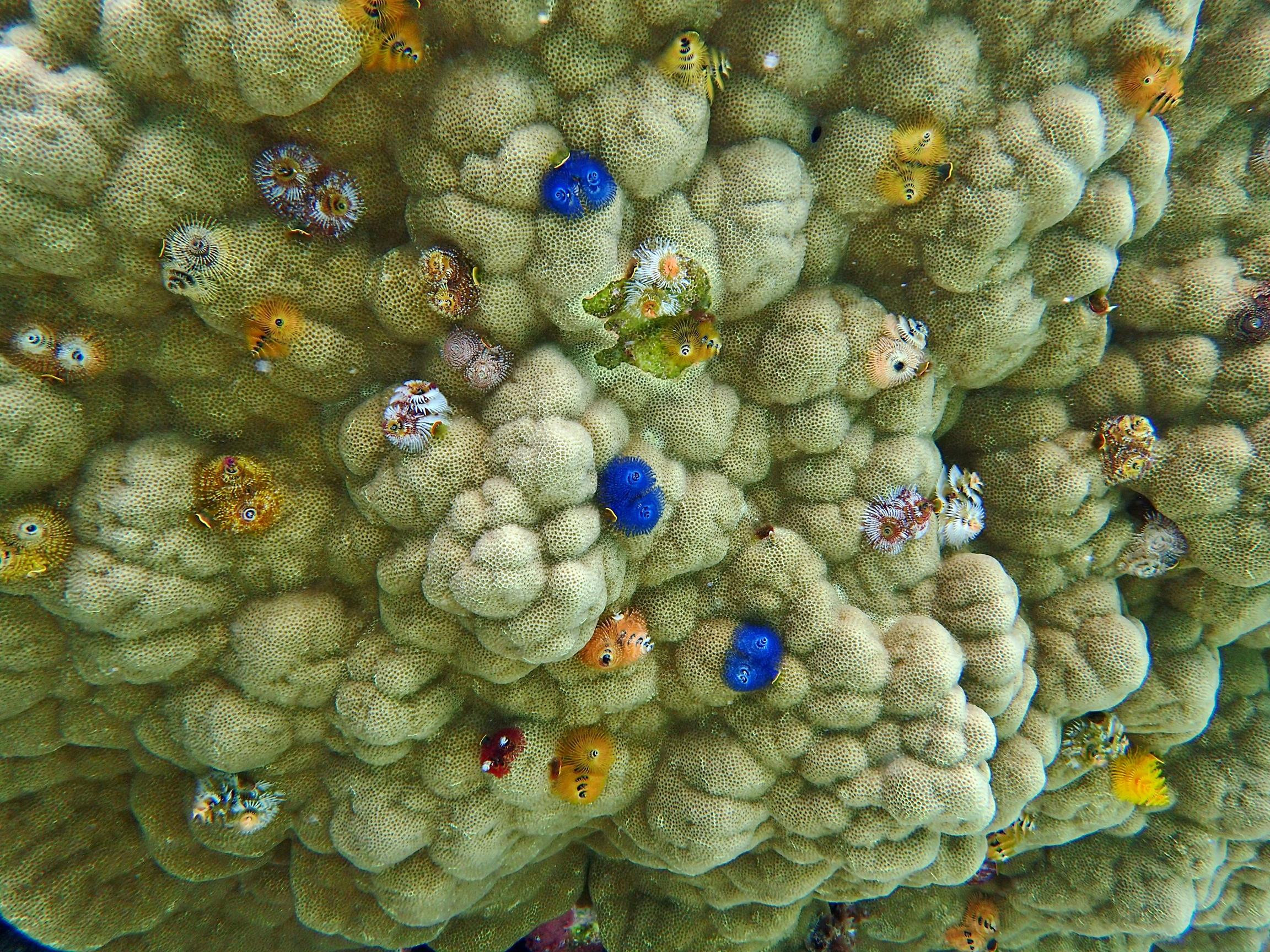 Christmas tree worms come in a large range of colours
