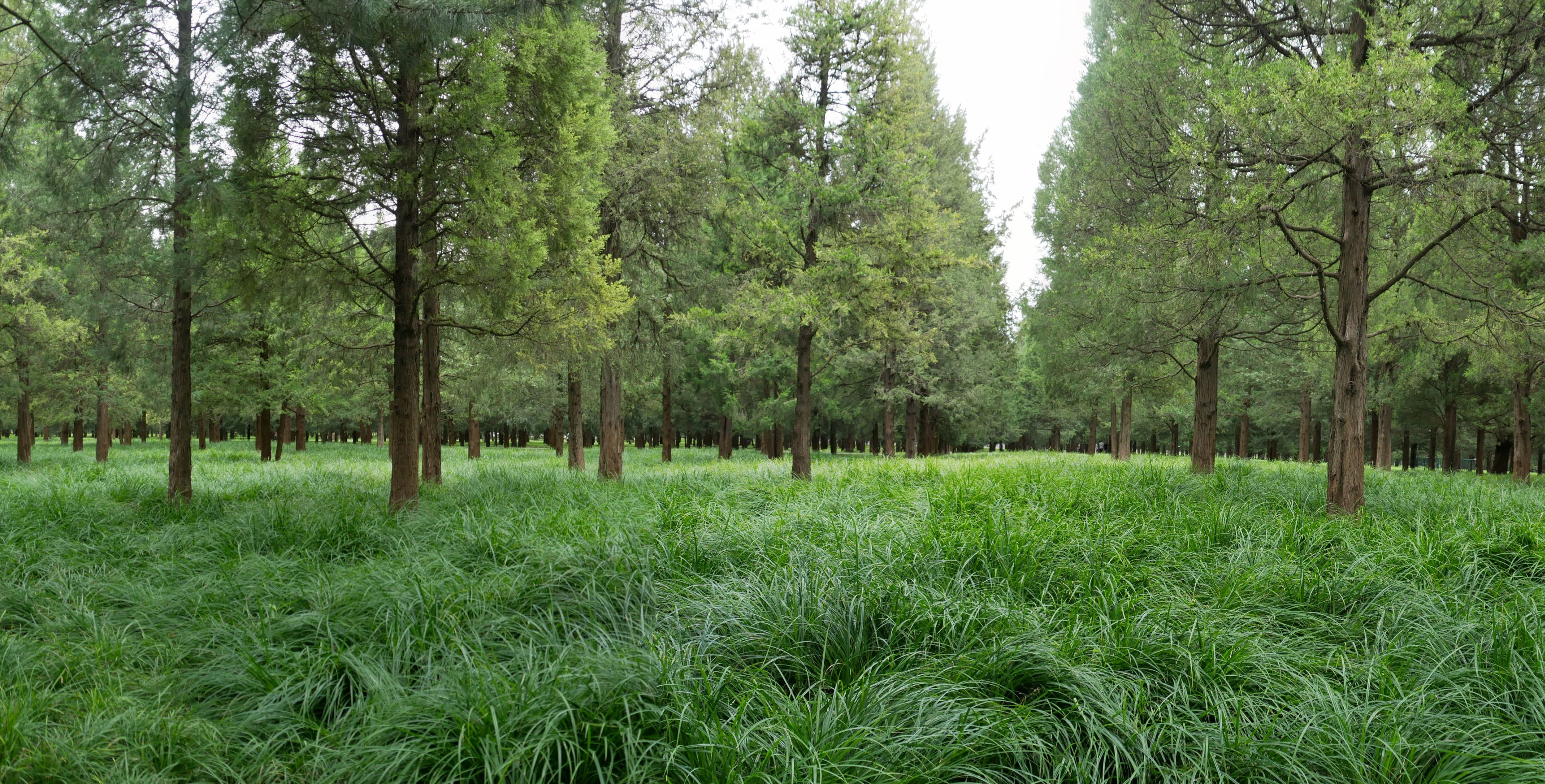 Parkland in the Temple of Heaven complex. Squirrels could be seen jumping through the grass