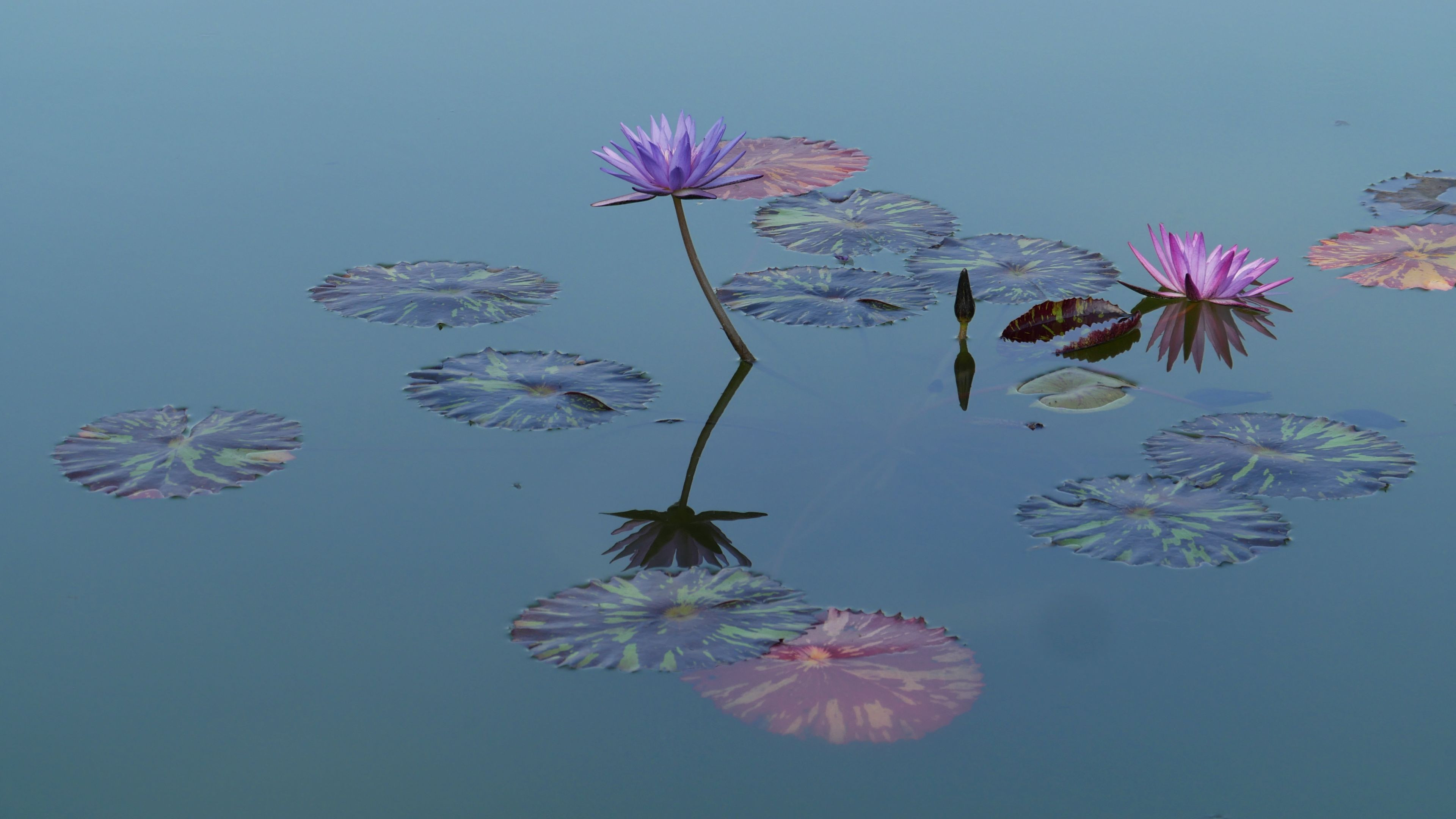 Lotus flowers at Lotus Pond Park (Lianhuachi Park)