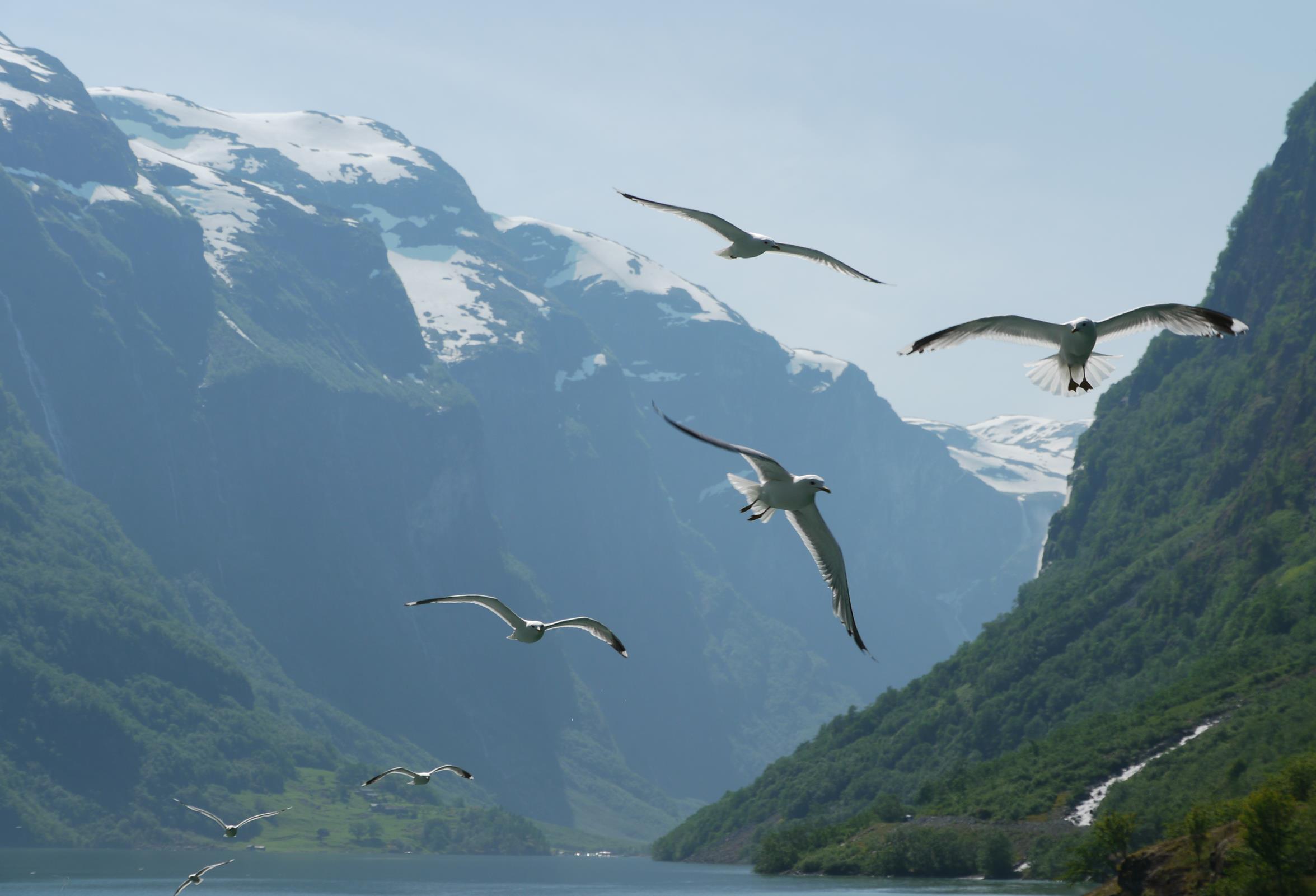 Seagulls following the boat in the Nærøyfjord